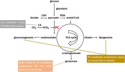 Elevated Brain Glutamate Levels in Bipolar Disorder and Pyruvate Carboxylase-Mediated Anaplerosis